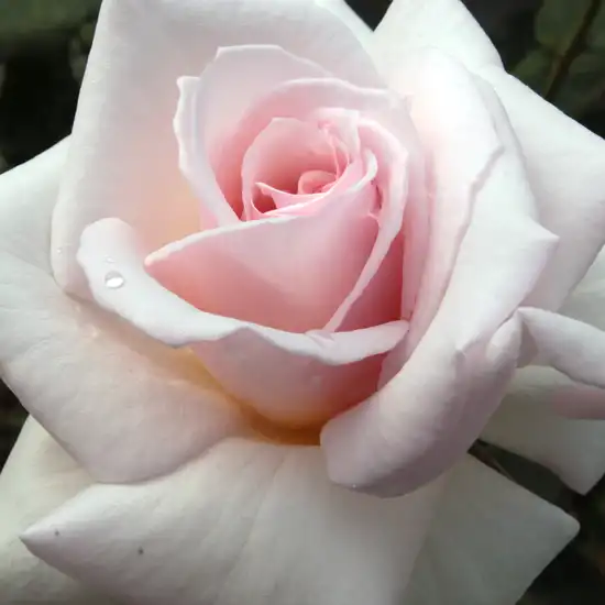Trandafiri hibrizi Tea - Trandafiri - Ophelia™ - Trandafiri online